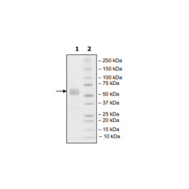 SIRP-α (SIRP alpha), His-tag, Biotin-labeled (Human) HiP™ Recombinant – Figure 1 of 3
