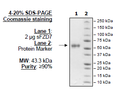 Frizzled-7, Fc Fusion Recombinant – Figure 1 of 1
