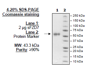 Frizzled-7, Fc Fusion Recombinant – Figure 1 of 1