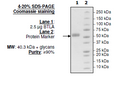 BTLA(CD272), Fc fusion (Human) Recombinant – Figure 1 of 1