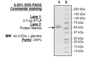 BTLA(CD272), Fc fusion (Human) Recombinant – Figure 1 of 1