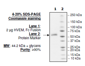 HVEM, Fc fusion (Human) Recombinant – Figure 1 of 2