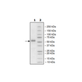 HVEM, Fc fusion, Biotin-labeled (Human) Recombinant – Figure 1 of 4