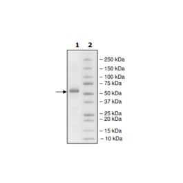 HVEM, Fc fusion, Biotin-labeled (Human) Recombinant – Figure 1 of 4