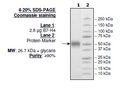 B7-H4, His-Tag (Human) Recombinant – Figure 1 of 1