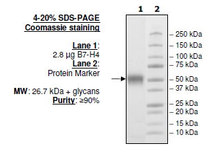 B7-H4, His-Tag (Human) Recombinant – Figure 1 of 1