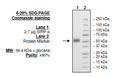 SIRP-α (CD172a), His-tag (Human) Recombinant – Figure 1 of 1
