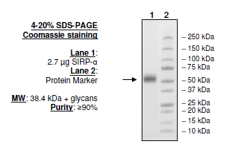 SIRP-α (CD172a), His-tag (Human) Recombinant – Figure 1 of 1