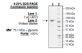 LAG3 (CD223), Fc fusion (Human) Recombinant – Figure 1 of 1