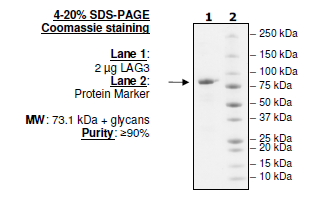 LAG3 (CD223), Fc fusion (Human) Recombinant – Figure 1 of 1