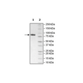 LAG3 (CD223), Fc-Fusion, Avi-Tag, Biotin-Labeled (Human) HiP™ Recombinant – Figure 1 of 5