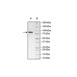 LAG3 (CD223), Fc-Fusion, Avi-Tag, Biotin-Labeled (Human) HiP™ Recombinant – Figure 1 of 5