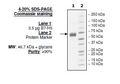 B7-H5 (VISTA), Fc fusion (Human) HiP™ Recombinant – Figure 1 of 2