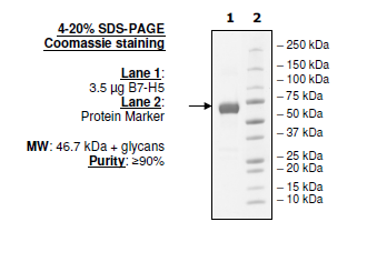 B7-H5 (VISTA), Fc fusion (Human) HiP™ Recombinant – Figure 1 of 2