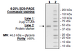 CTLA4 (CD152), Fc-fusion (IgG1) Recombinant – Figure 1 of 3