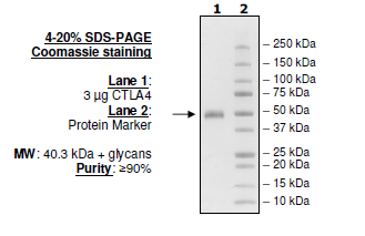 CTLA4 (CD152), Fc-fusion (IgG1) Recombinant – Figure 1 of 3