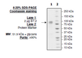 B7-2 (CD86), Fc fusion (Human) Recombinant – Figure 1 of 1