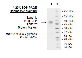 B7-2 (CD86), Fc fusion (Human) Recombinant – Figure 1 of 1