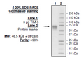 TIM-3, Fc fusion (Human) Recombinant – Figure 1 of 1
