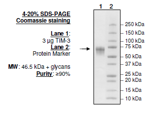 TIM-3, Fc fusion (Human) Recombinant – Figure 1 of 1