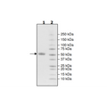 CTLA4 (CD152), Fc fusion, Biotin-labeled (Human) Recombinant – Figure 1 of 1