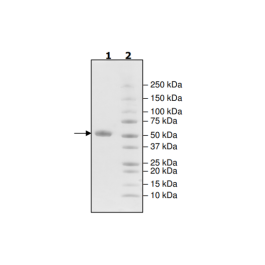 CTLA4 (CD152), Fc fusion, Biotin-labeled (Human) Recombinant – Figure 1 of 1