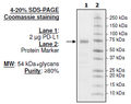PD-L1 (Monkey), Fc fusion (Human IgG1), Biotin-labeled HiP™ Recombinant – Figure 1 of 2