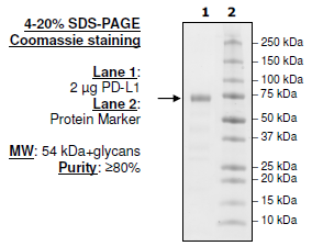 PD-L1 (Monkey), Fc fusion (Human IgG1), Biotin-labeled HiP™ Recombinant – Figure 1 of 2
