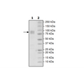 B7-2 (CD86), Fc fusion, Biotin labeled (Human) HiP™ Recombinant – Figure 1 of 3