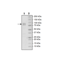 B7-2 (CD86), Fc fusion, Biotin labeled (Human) HiP™ Recombinant – Figure 1 of 3