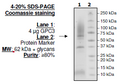 GPC3, His-tag [Monkey (M. fascicularis)] Recombinant – Figure 1 of 1