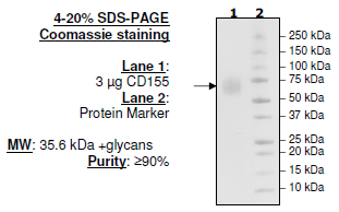 CD155 (PVR), His-tag (Mouse) HiP™ Recombinant – Figure 1 of 2