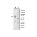 CD155, His-tag, Biotin-labeled (Mouse) HiP™ Recombinant – Figure 1 of 2
