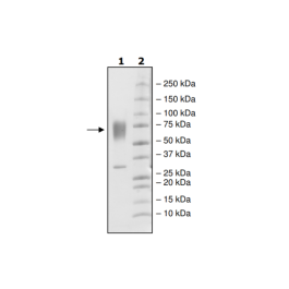 CD155, His-tag, Biotin-labeled (Mouse) HiP™ Recombinant – Figure 1 of 2