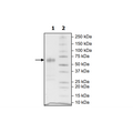 CD47, Fc fusion, Biotin-labeled (Human) HiP™ Recombinant – Figure 1 of 2