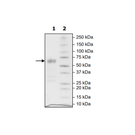 CD47, Fc fusion, Biotin-labeled (Human) HiP™ Recombinant – Figure 1 of 2