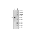 CD137 (4-1BB), Fc Fusion, Avi-tag Biotin-Labeled HiP™ Recombinant – Figure 1 of 5