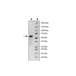 CD137 (4-1BB), Fc Fusion, Avi-tag Biotin-Labeled HiP™ Recombinant – Figure 1 of 5