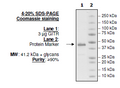 GITR (CD357), Fc fusion (Human) HiP™ Recombinant – Figure 1 of 2