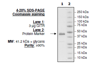 GITR (CD357), Fc fusion (Human) HiP™ Recombinant – Figure 1 of 2