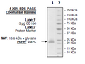 CD160, His-tag (Human) HiP™ Recombinant – Figure 1 of 3