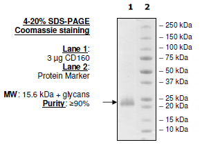 CD160, His-tag (Human) HiP™ Recombinant – Figure 1 of 3