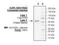 CD40, Fc fusion (Human) Recombinant – Figure 1 of 1
