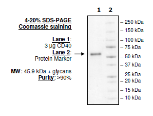 CD40, Fc fusion (Human) Recombinant – Figure 1 of 1