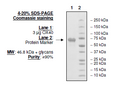 OX40 (CD134), Fc fusion (Human) Recombinant – Figure 1 of 2