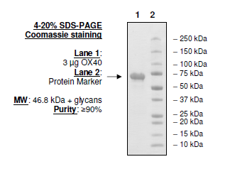 OX40 (CD134), Fc fusion (Human) Recombinant – Figure 1 of 2