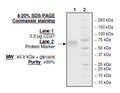 CD27, Fc fusion (Human) Recombinant – Figure 1 of 1