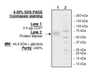 CD27, Fc fusion (Human) Recombinant – Figure 1 of 1