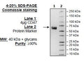 CD47, Fc Fusion (IgG1) Recombinant – Figure 1 of 1
