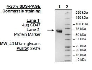CD47, Fc Fusion (IgG1) Recombinant – Figure 1 of 1